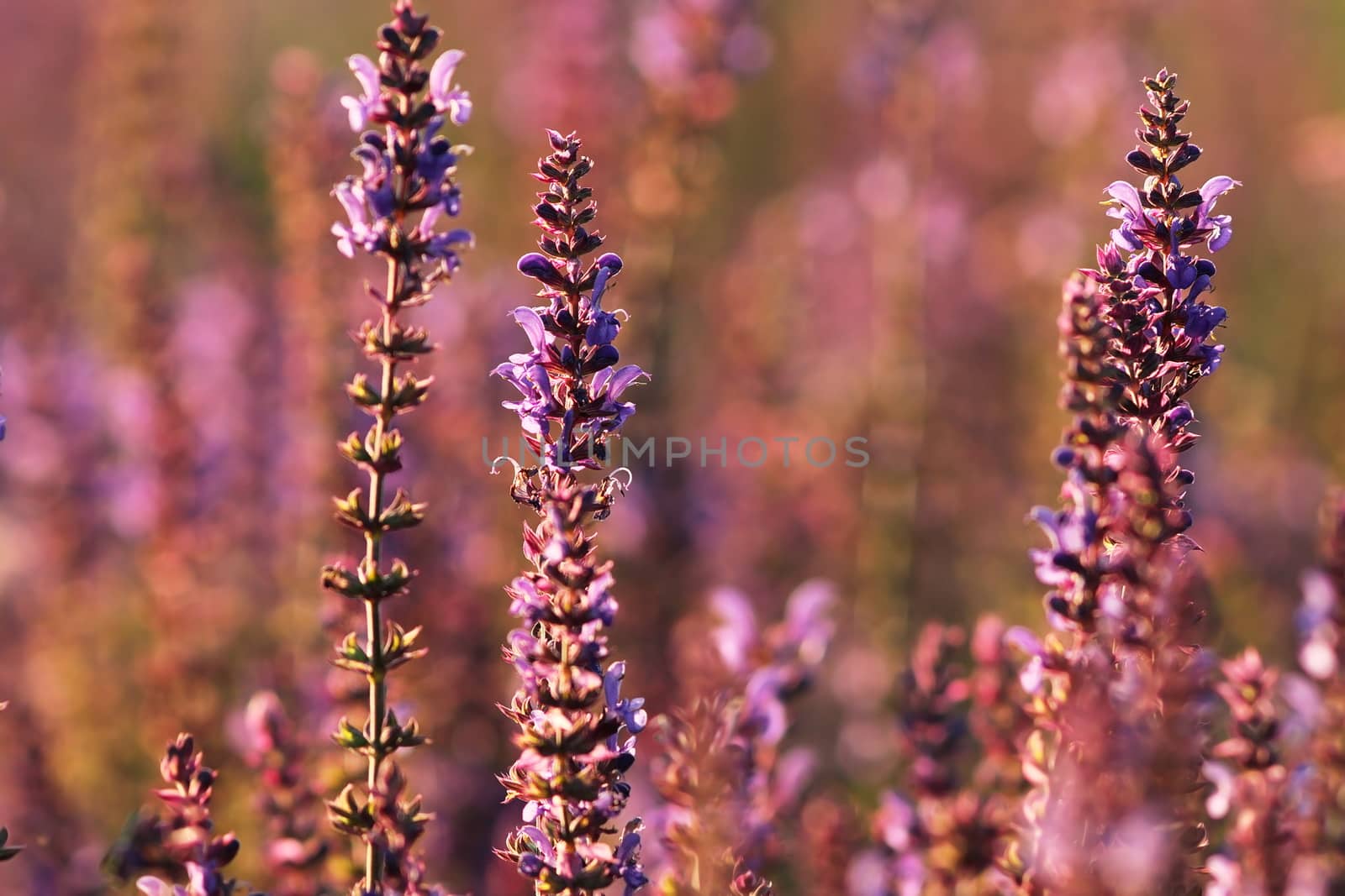 colorful wild flowers on summer meadow by taviphoto