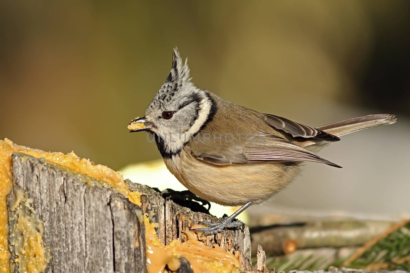 cute crested tit eating lard by taviphoto