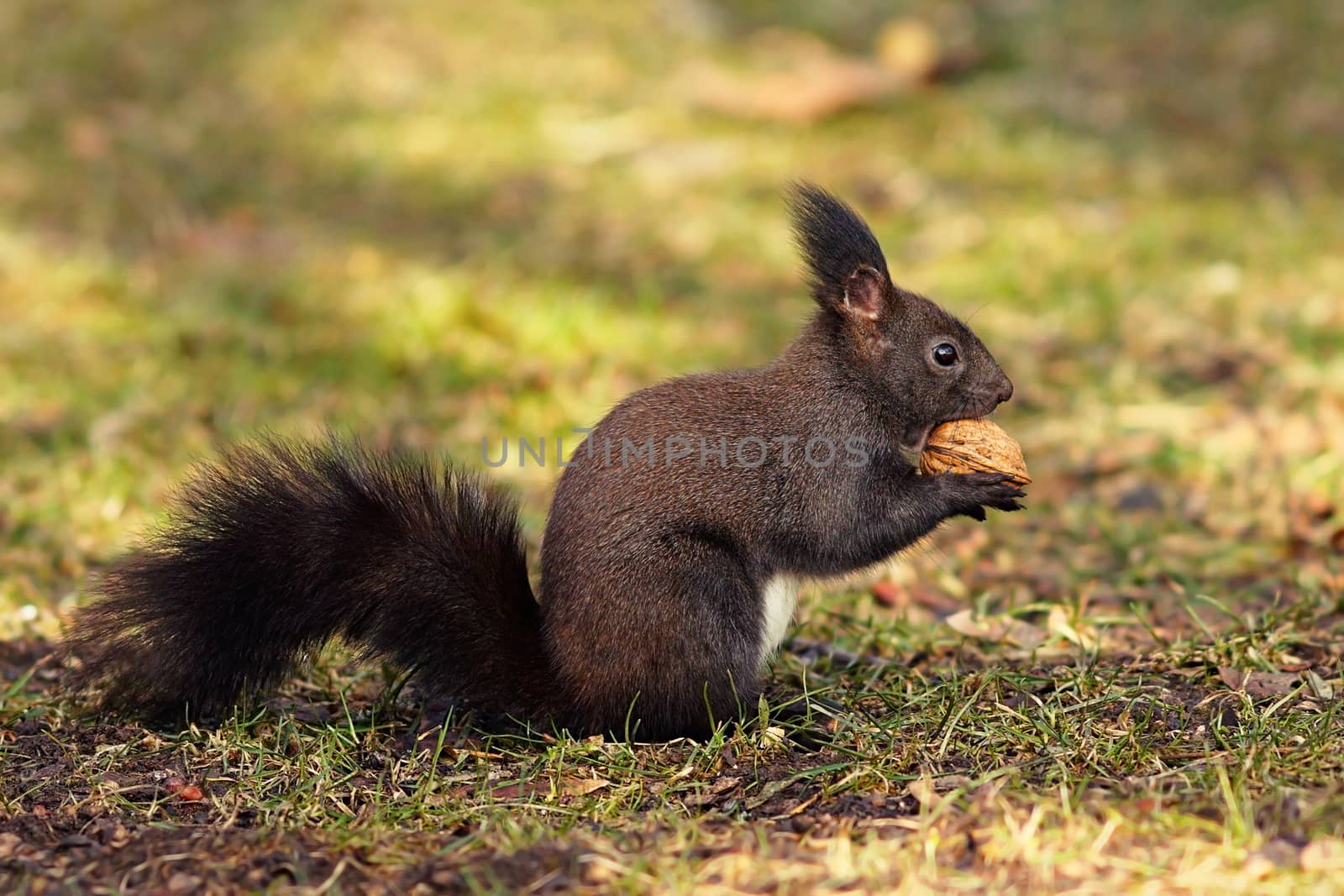 cute hungry squirrel from the park eating walnut on the ground ( Sciurus vulgaris )