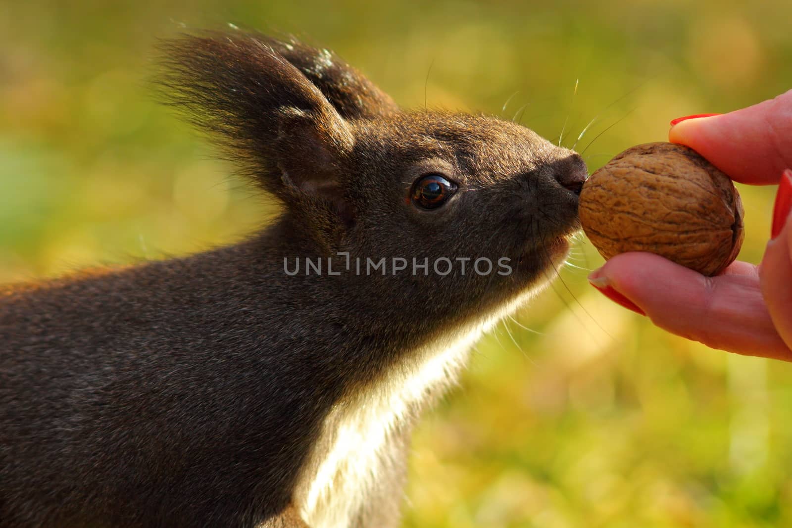 cute wild squirrel ( Sciurus vulgaris ) picking nut from female hand