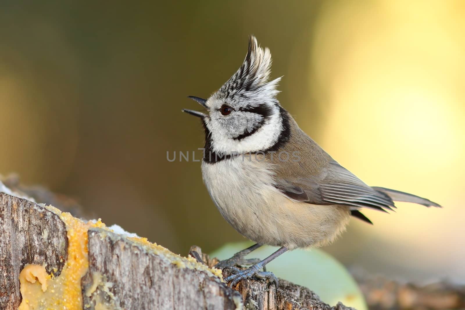 european crested tit on stump in the garden by taviphoto