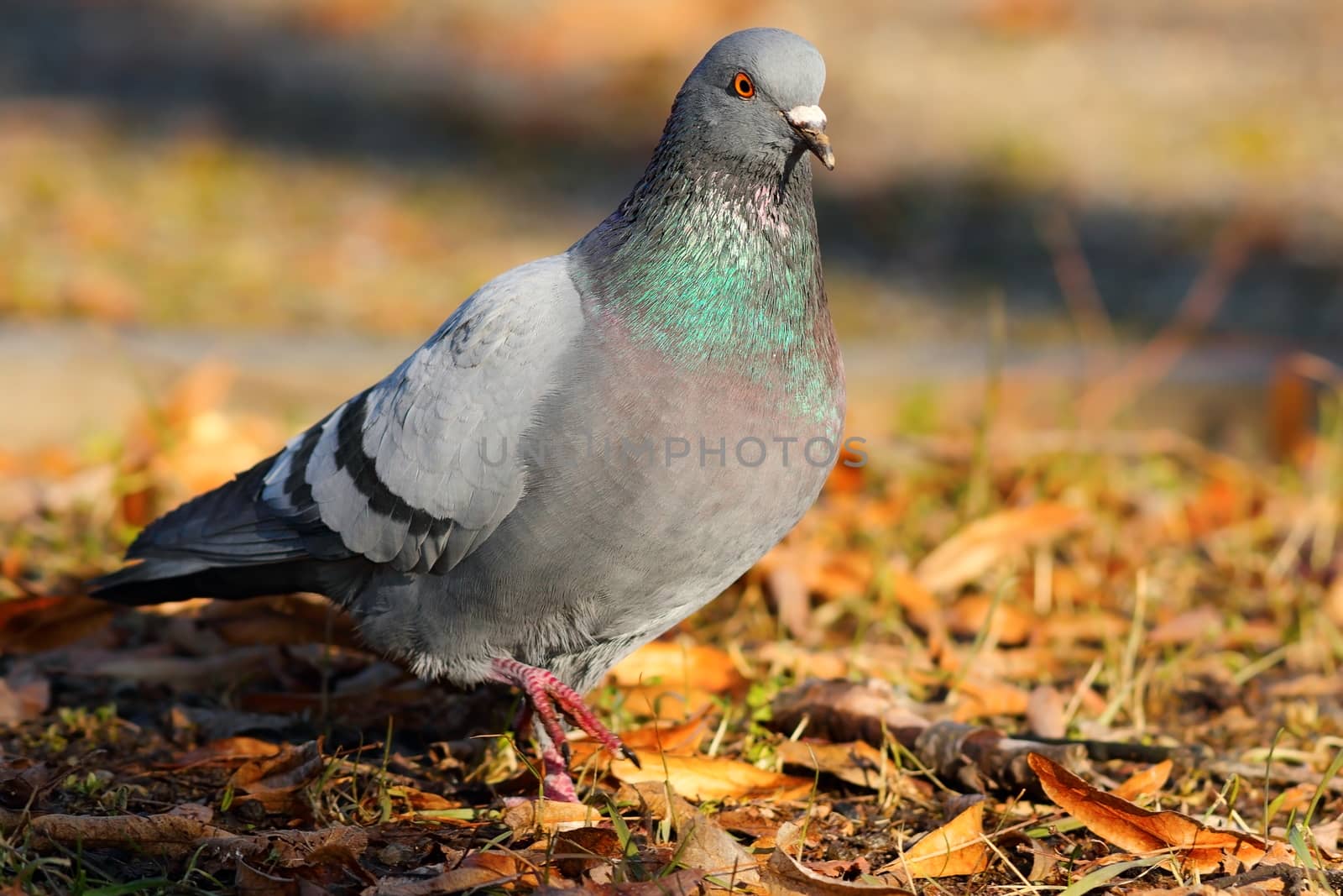 feral pigeon walking in the park by taviphoto