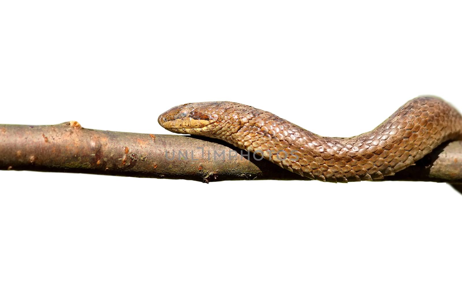 isolated closeup of smooth snake climbing on branch by taviphoto