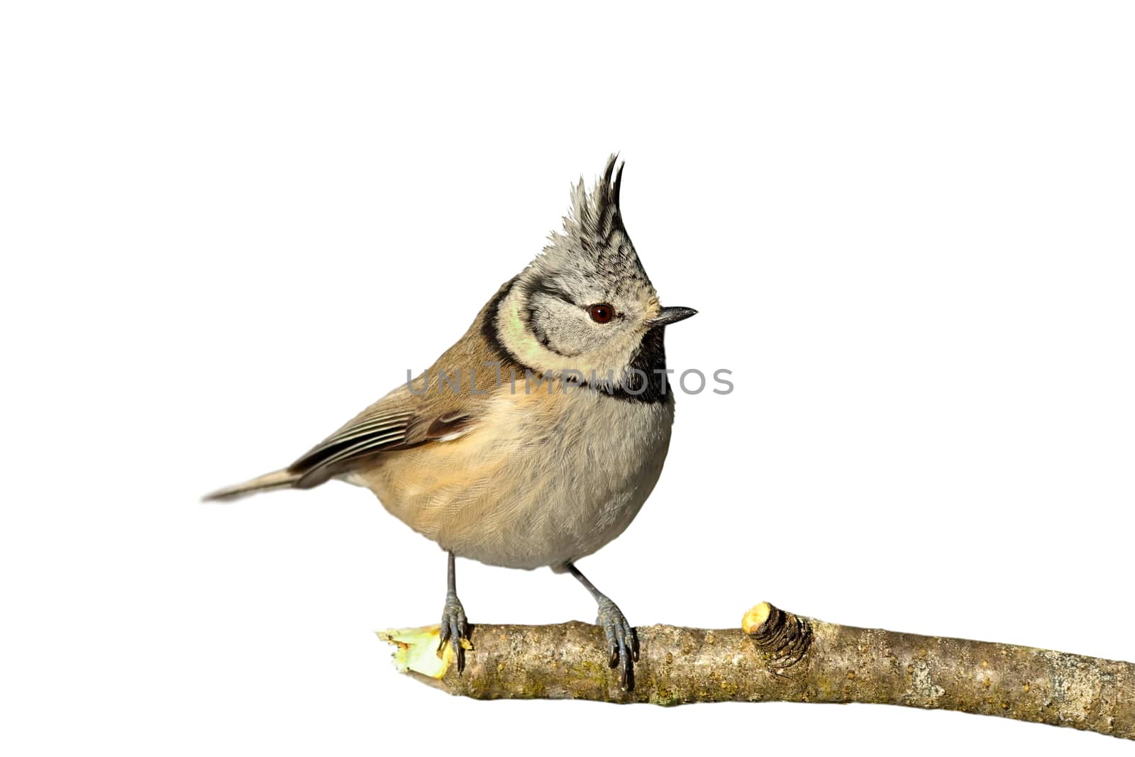 european crested tit perched on twig ( Lophophanes cristatus ), beautiful wild garden bird