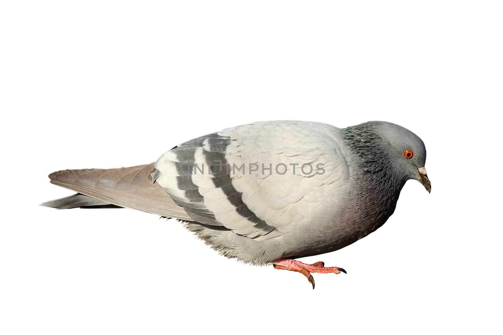 isolated feral pigeon  by taviphoto