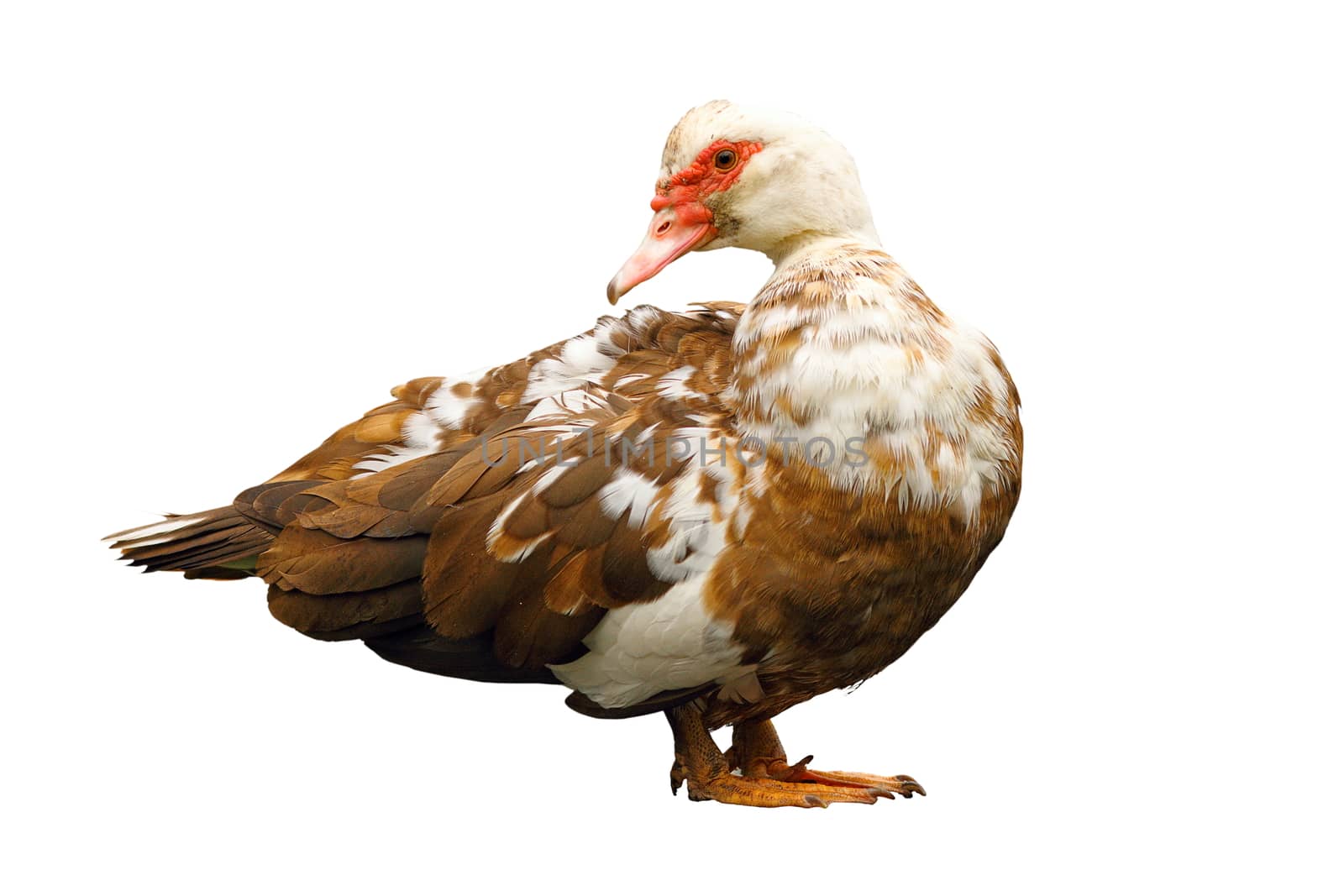 domestic muscovy duck ( Cairina moschata ) isolated over white background, profile view