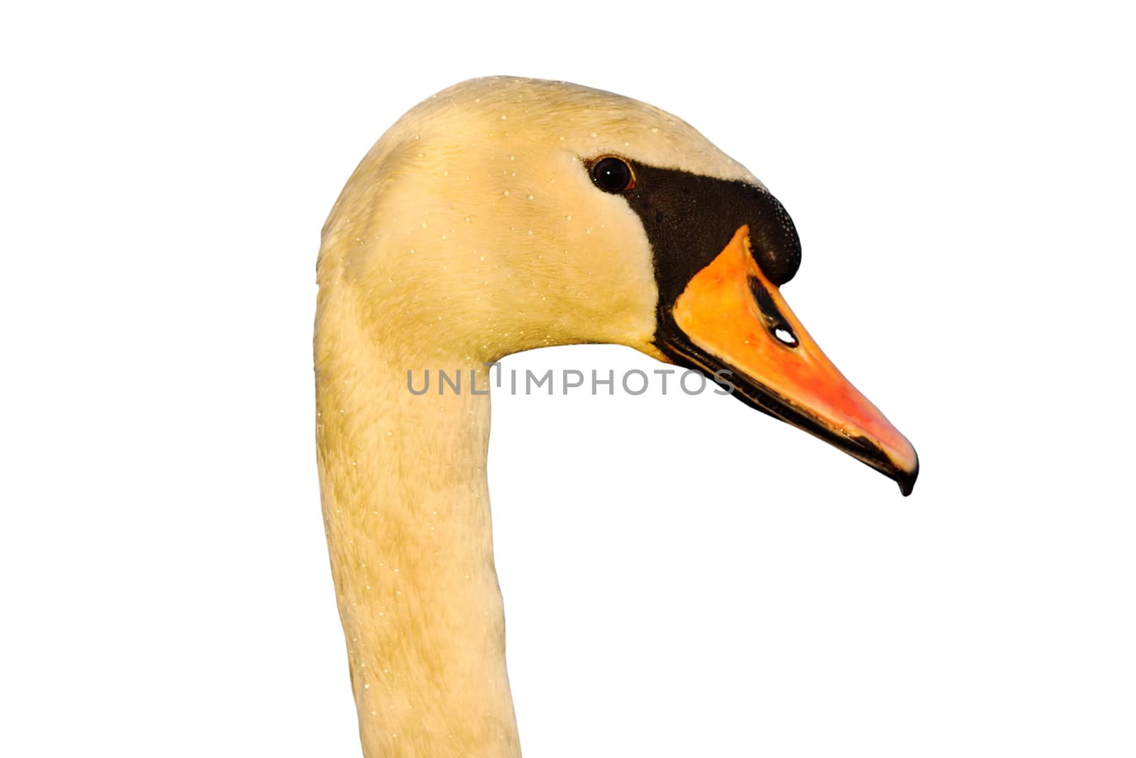 portrait of mute swan isolated over white background ( Cygnus olor )