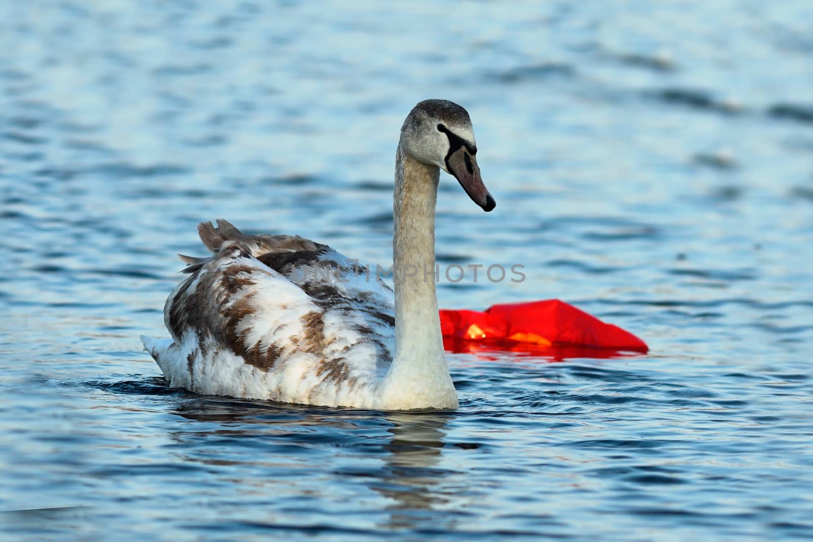 juvenile mute swan swimming on polluted river ( Cygnus olor ); this section of the river is affected by pollution; the water birds are coming here for the winter