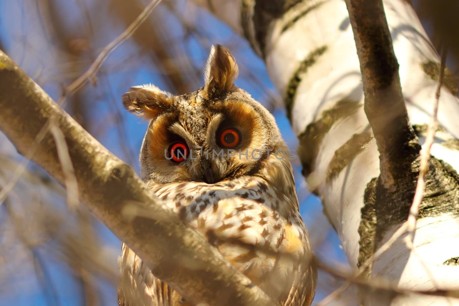 long eared owl in birch tree by taviphoto