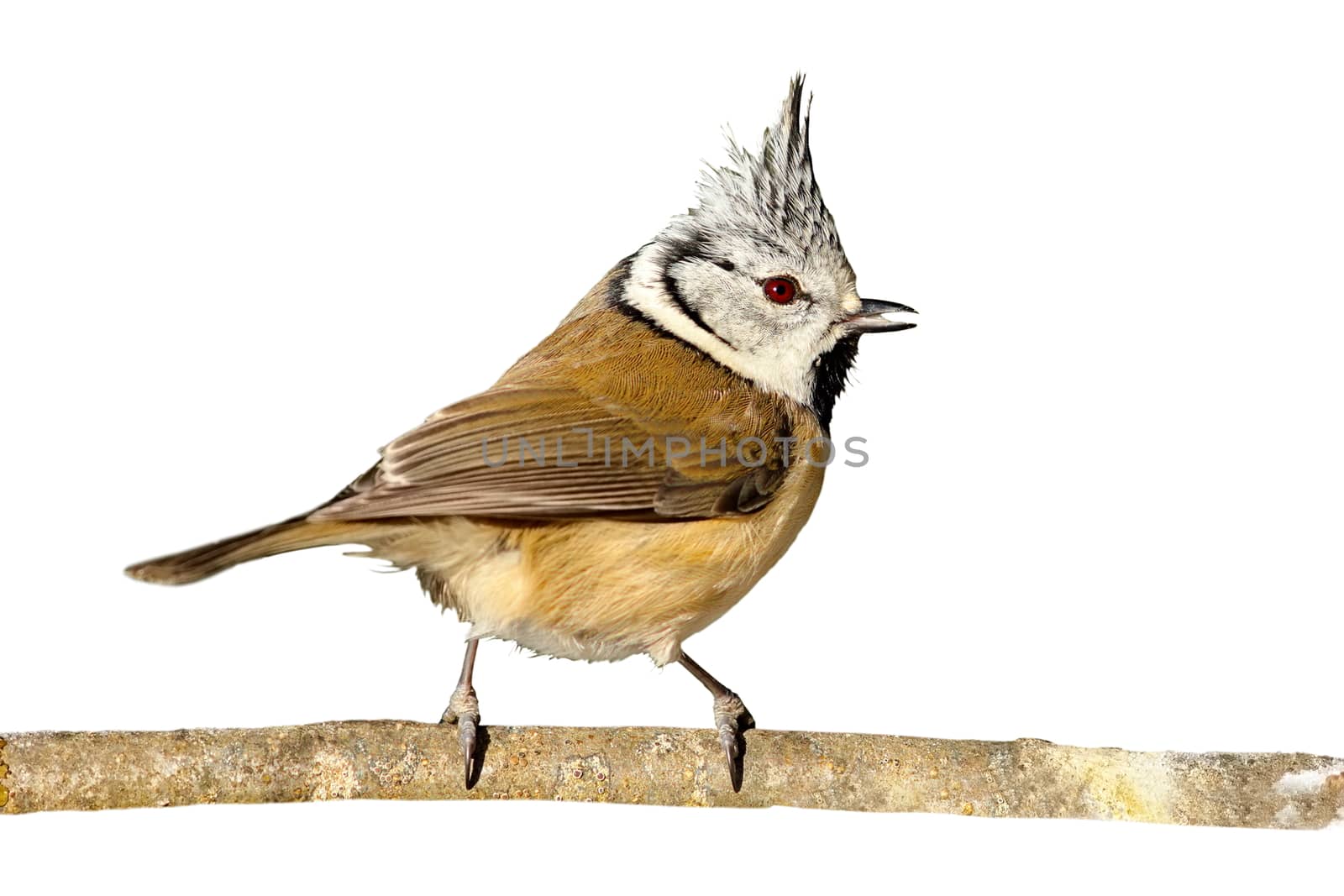 perched european crested tit isolated on white background ( Lophophanes cristatus )