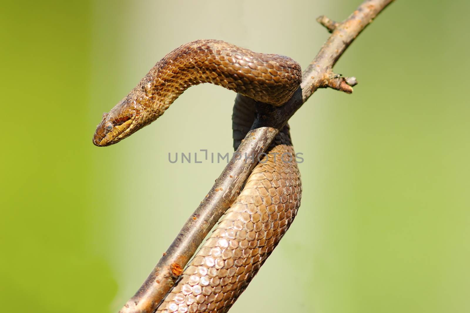 smooth snake hatched after hibernation, climbing on tree branch ( Coronella austriaca )