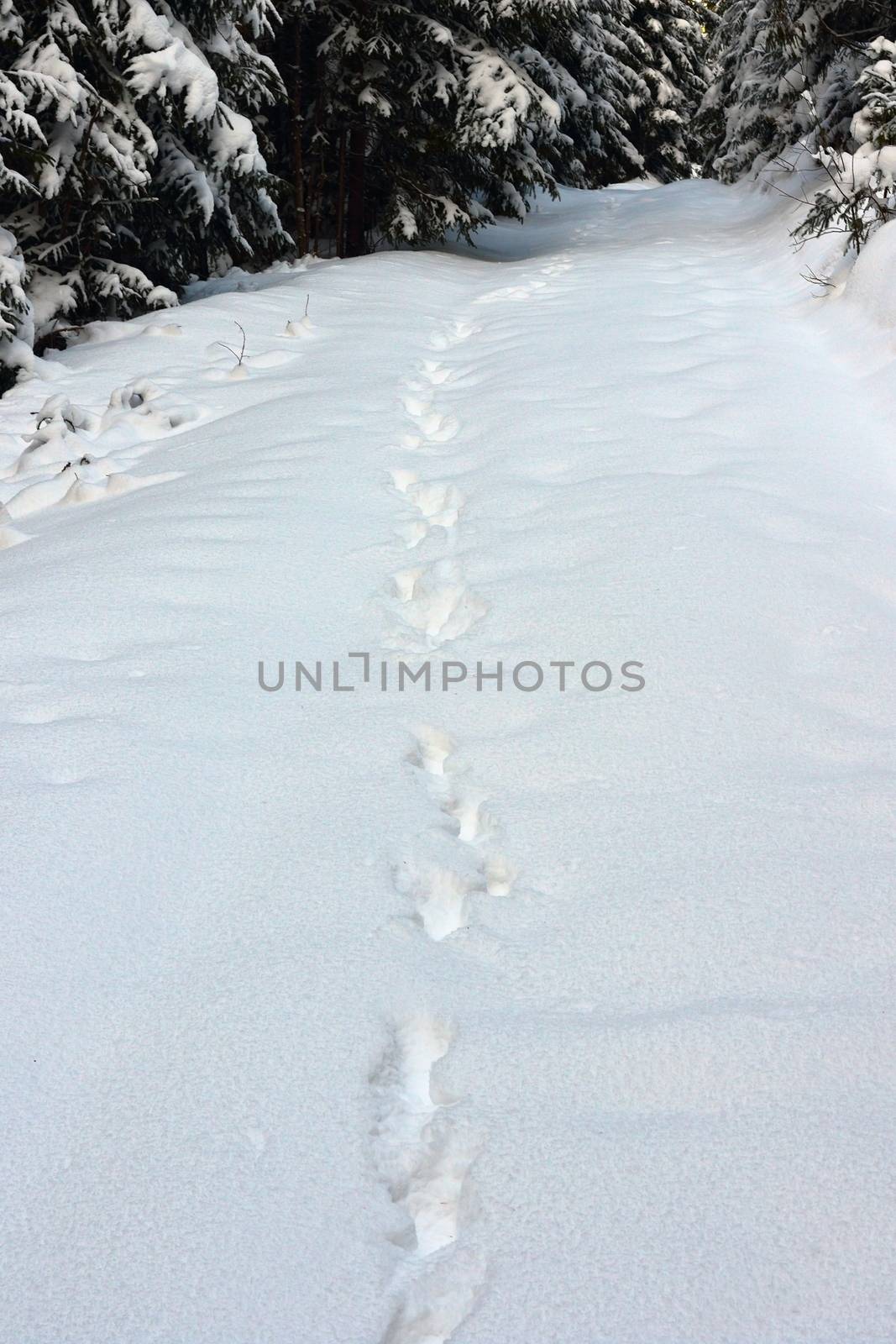 wild wolf tracks in big snow in Apuseni mountains, Romania, one of the last places with wild big carnivores in Europe