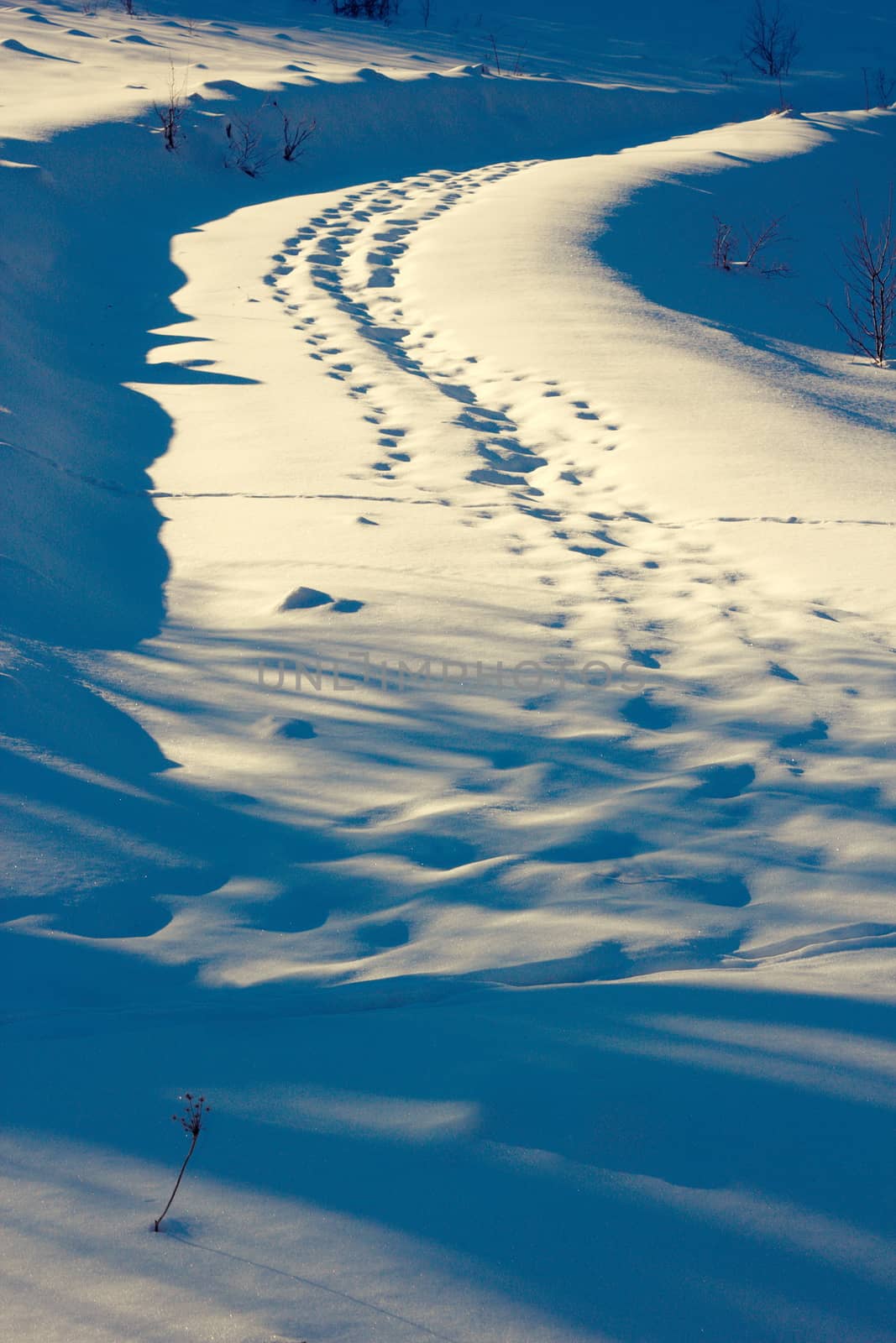 wildlife traces on rural road, winter scene