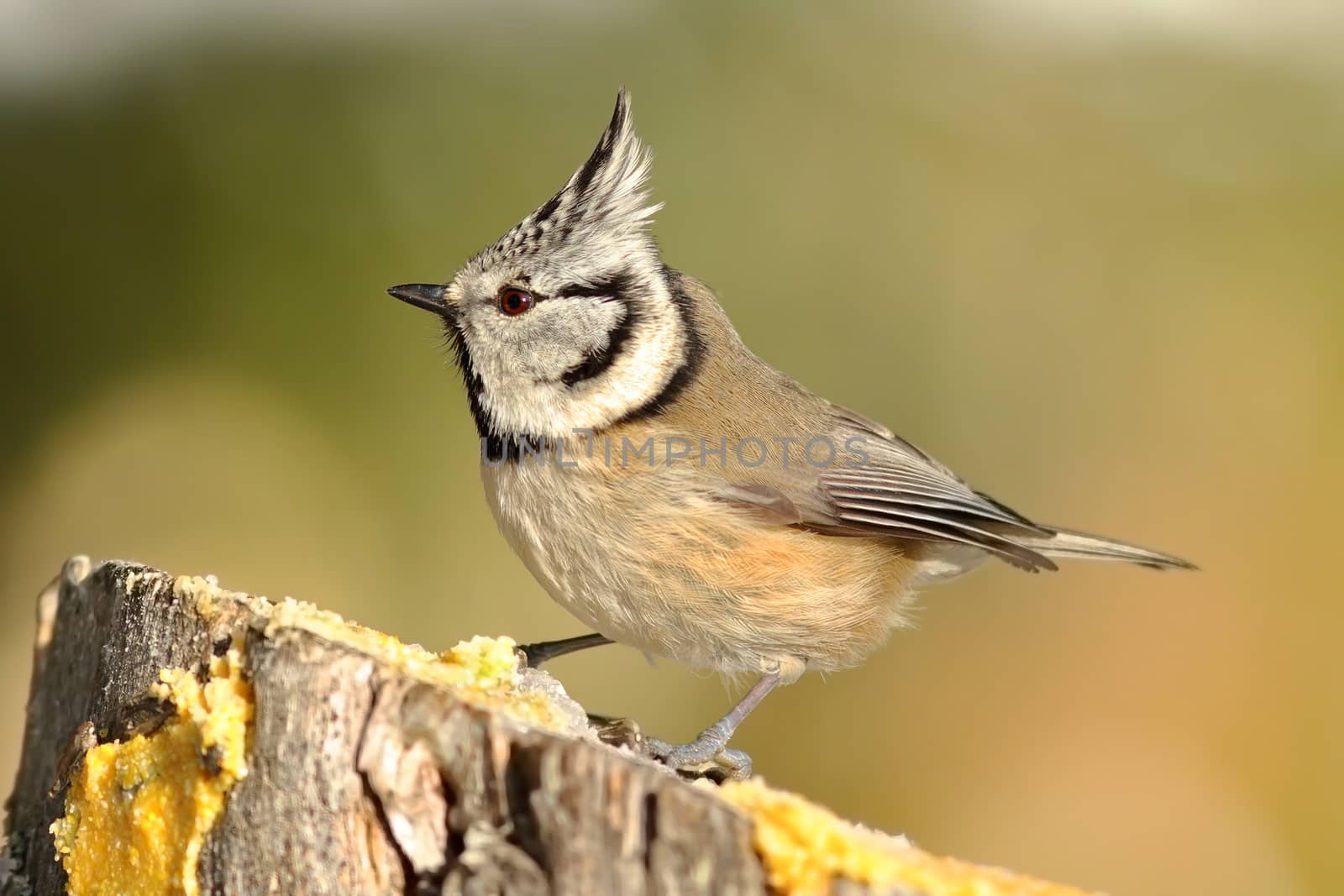 beautiful garden bird at feeder, the cute european crested tit at bird feeder ( Lophophanes cristatus )