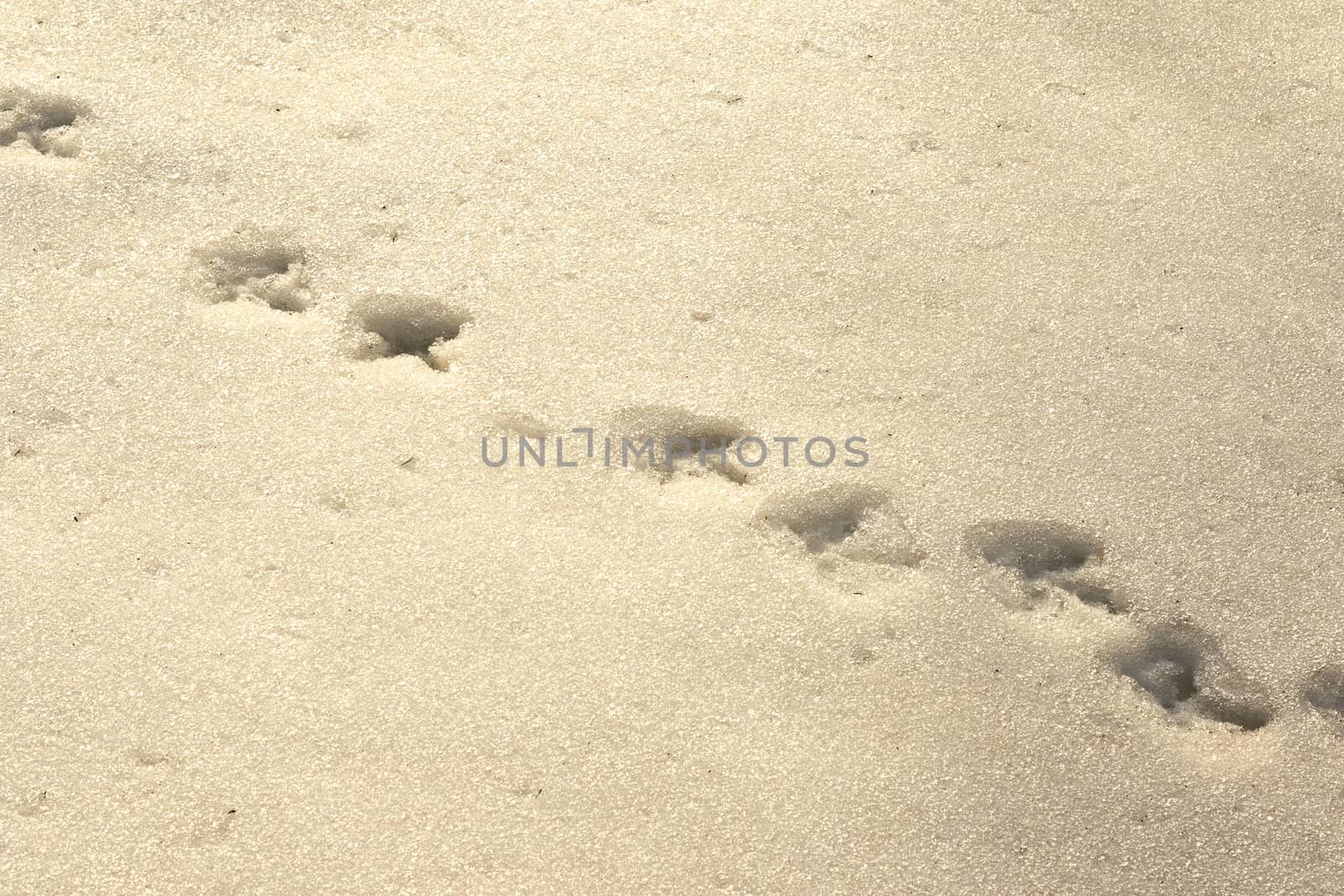 bird tracks in snow, male capercaillie footprints ( Tetrao urogallus )