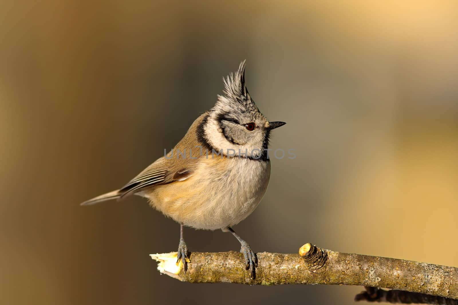 crested tit in the garden in winter by taviphoto