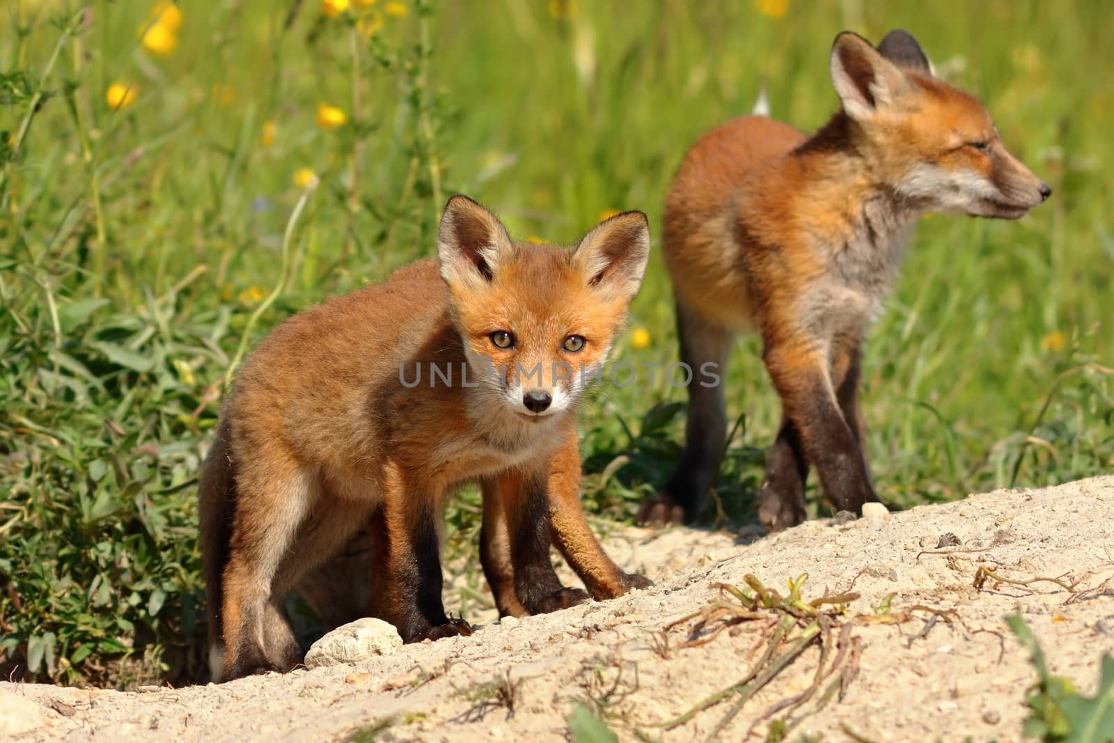 curious fox cub looking at the camera by taviphoto