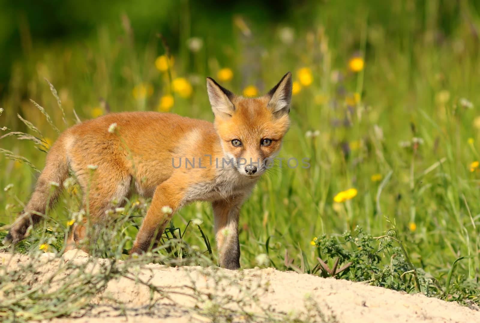 curious young red fox by taviphoto