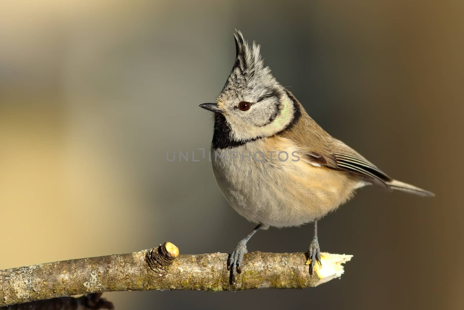 cute garden bird perched on twig ( Lophophanes cristatus, european crested tit )