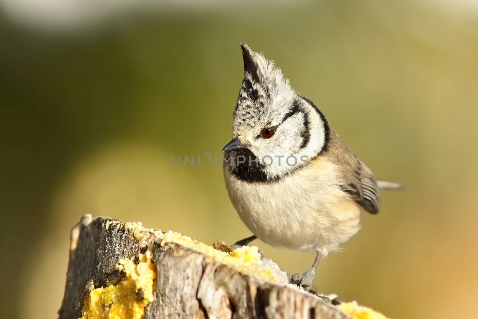 cute garden bird perched on wooden stump by taviphoto