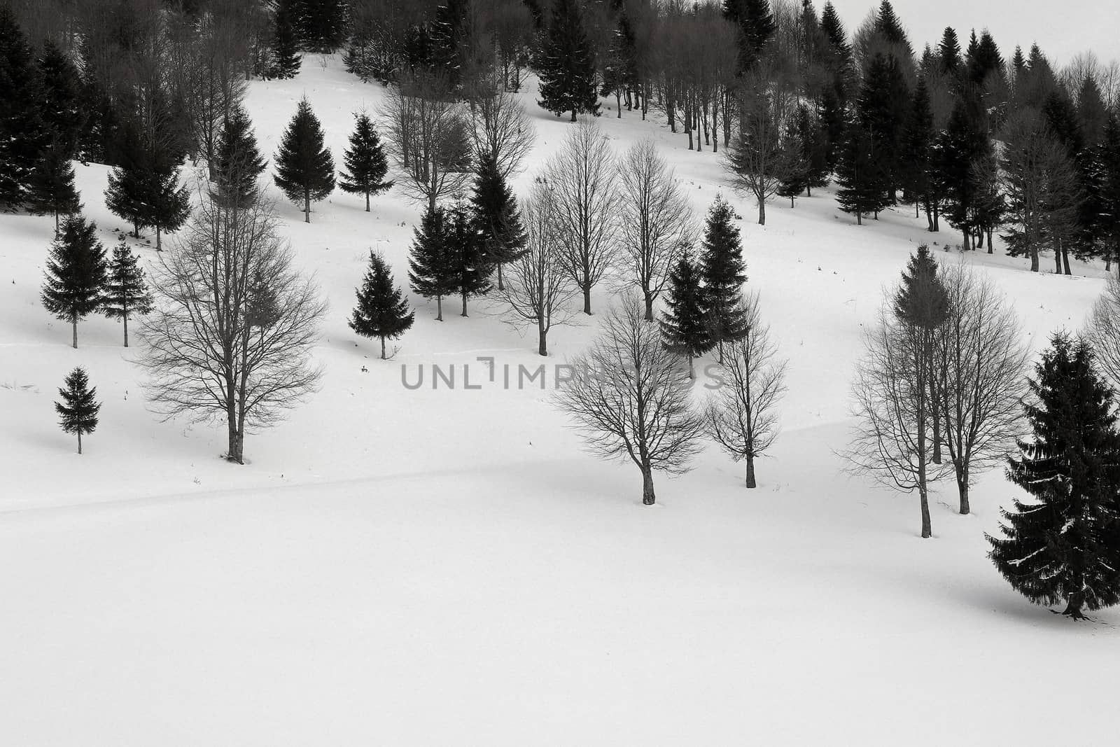 forest in winter by taviphoto