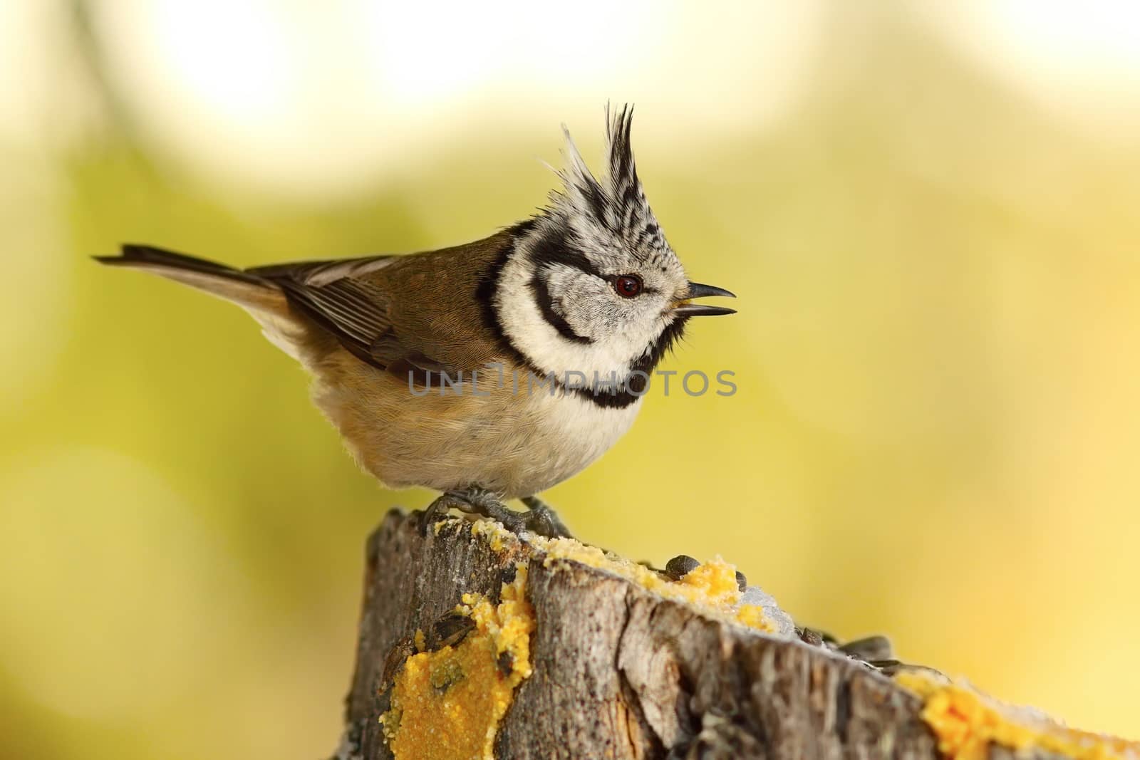 funny crested tit at garden bird feeder by taviphoto