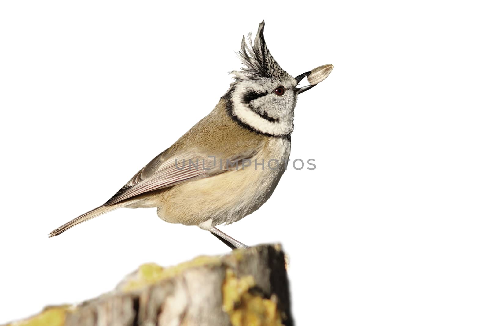 crested tit eating seed ( Lophophanes cristatus ), isolation over white background