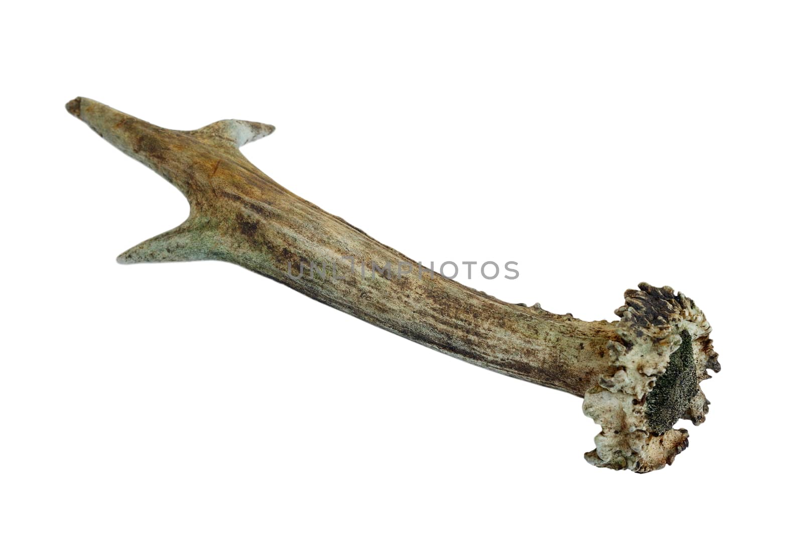 roe deer old horn isolated over white background