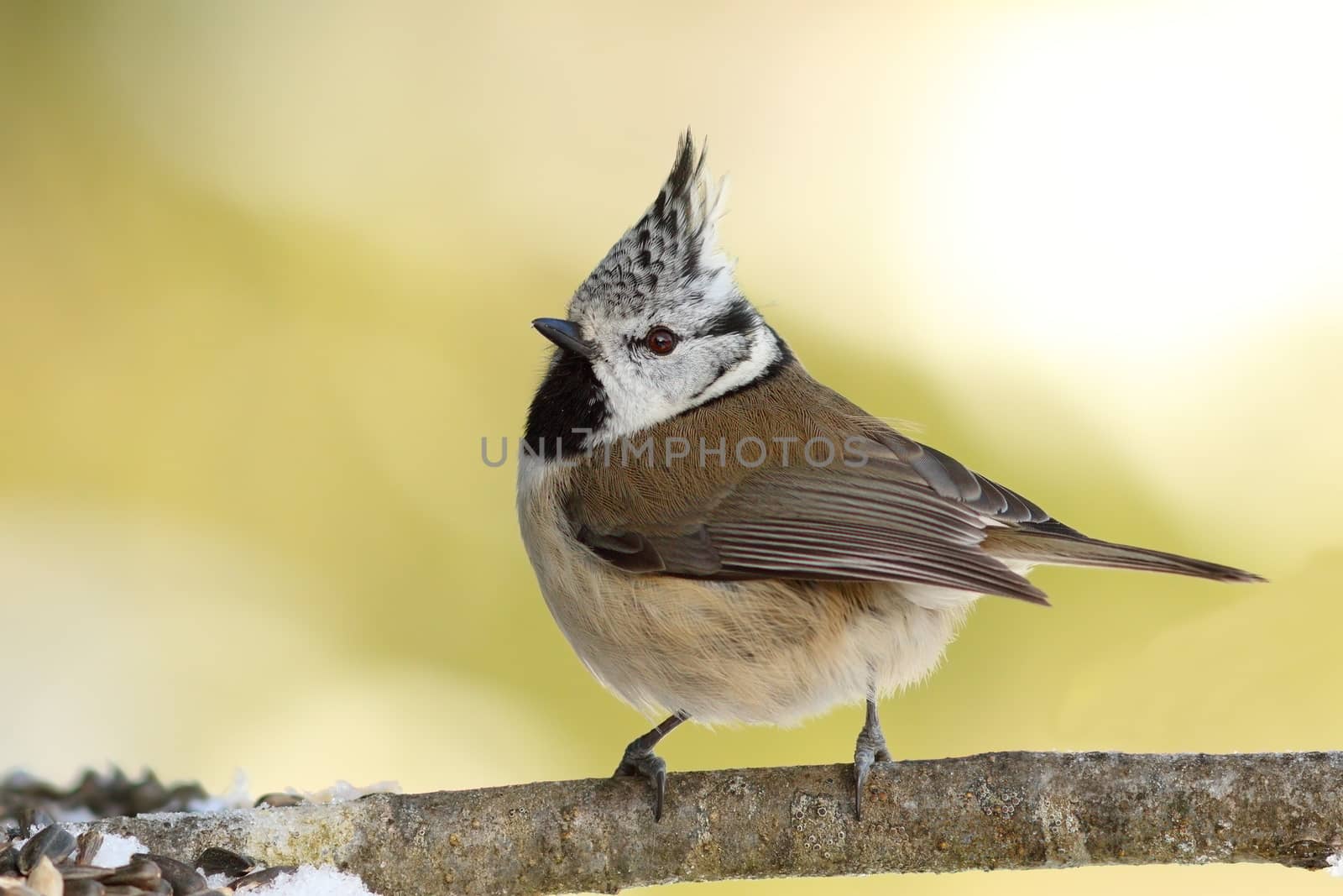 Lophophanes cristatus, the cute european crested tit, perched on twig