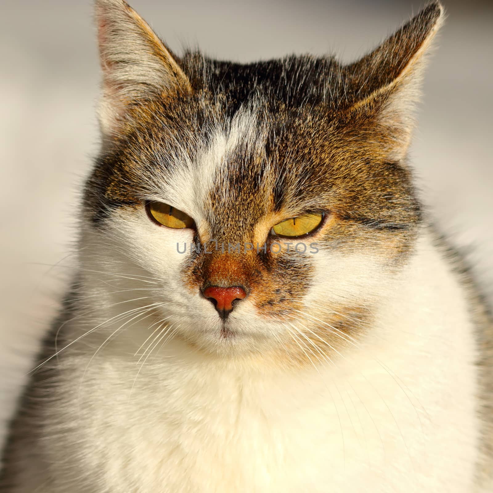 outdoor portrait of cute domestic cat on a winter day