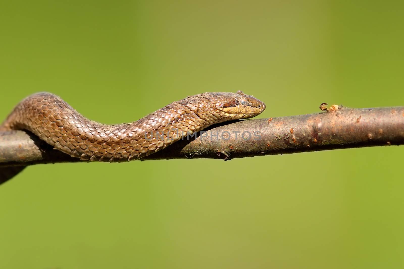 smooth snake climbing on branch ( Coronella austriaca ) over green out of focus background