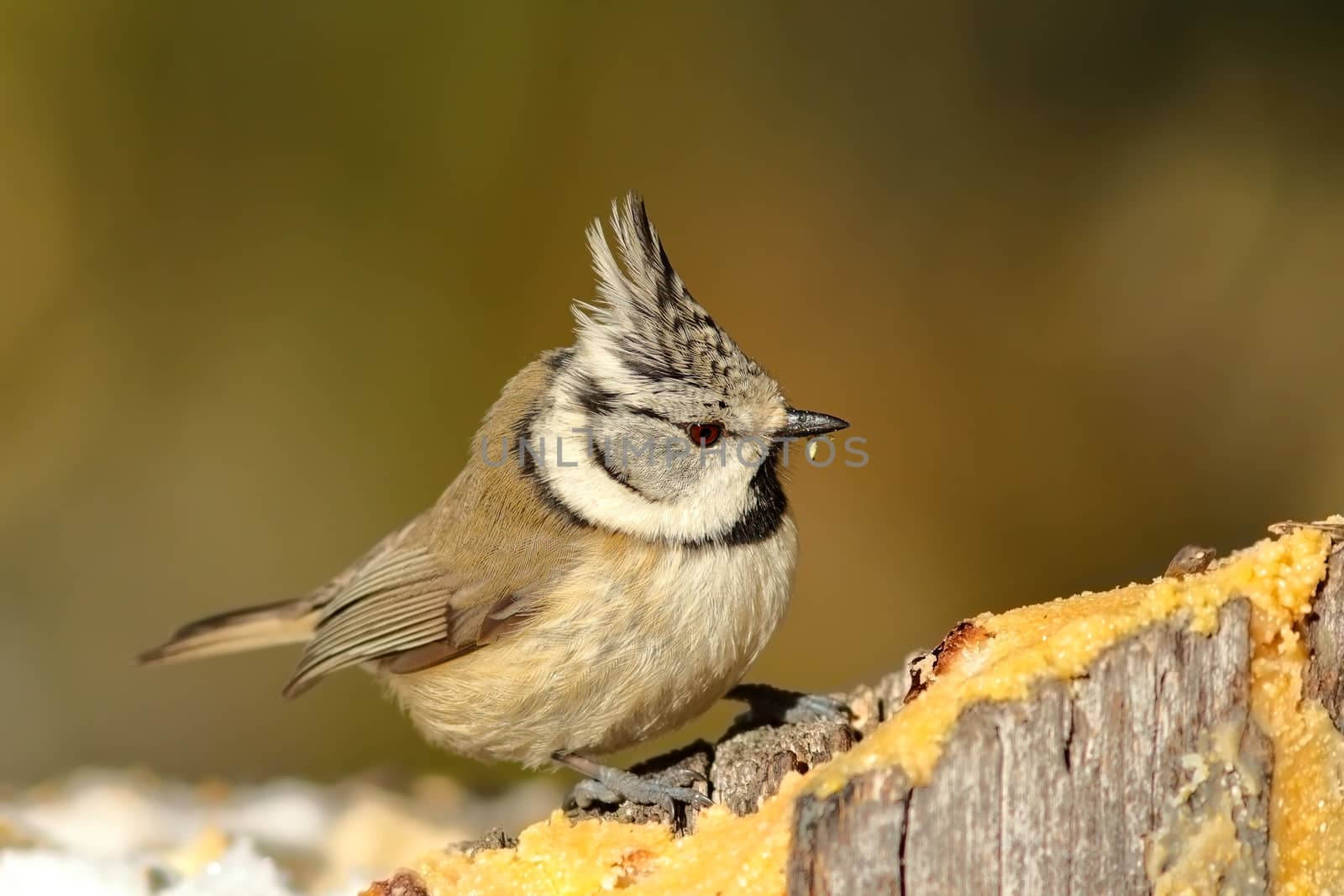 tiny crested tit at lard feeder by taviphoto