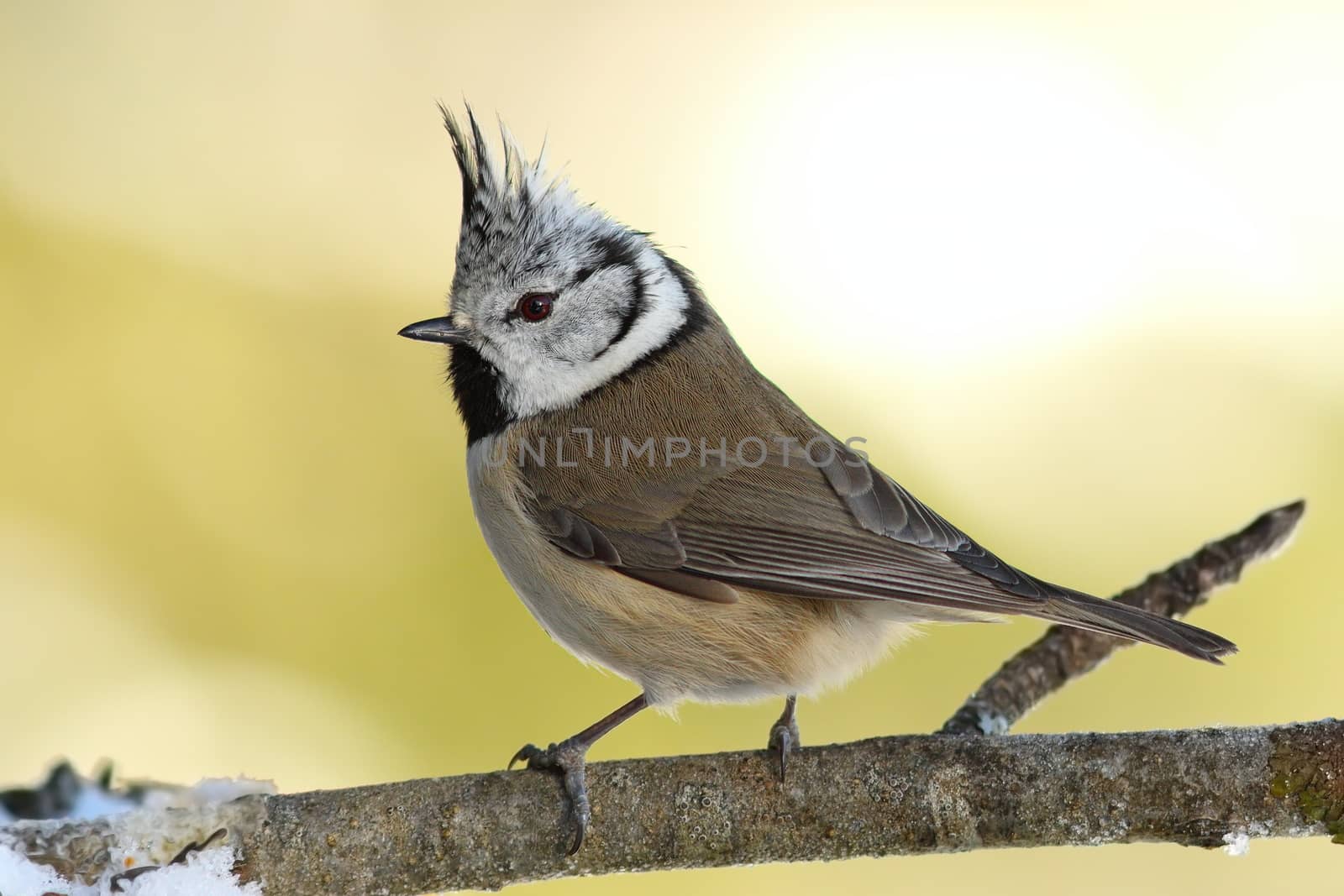 tiny european crested tit perched on twig  in the garden ( Lophophanes cristatus )