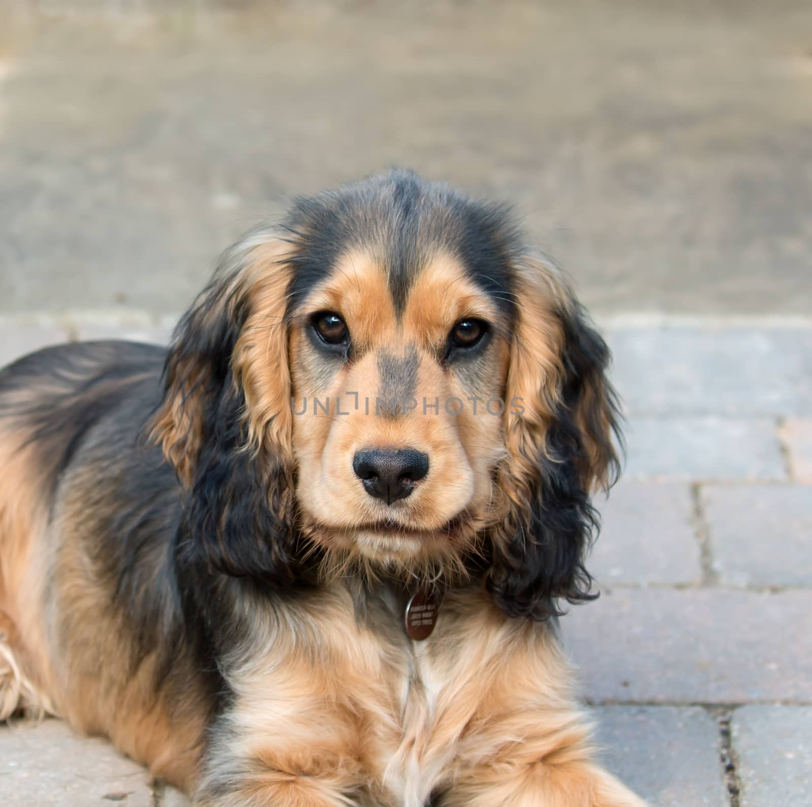 Five-month-old English Show Cocker Spaniel Puppy.