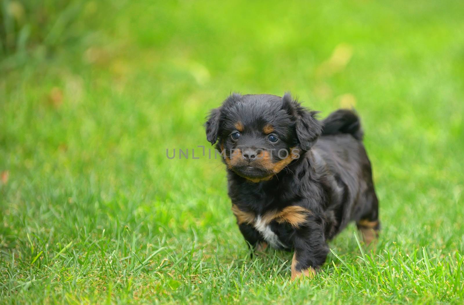 Cute pekingese puppy dog on grass