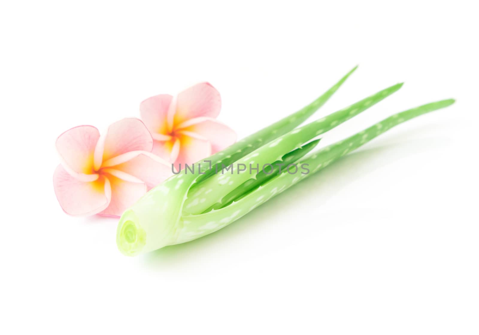 Closeup fresh aloe vera with plumeria on white background, beauty and healthy care concept