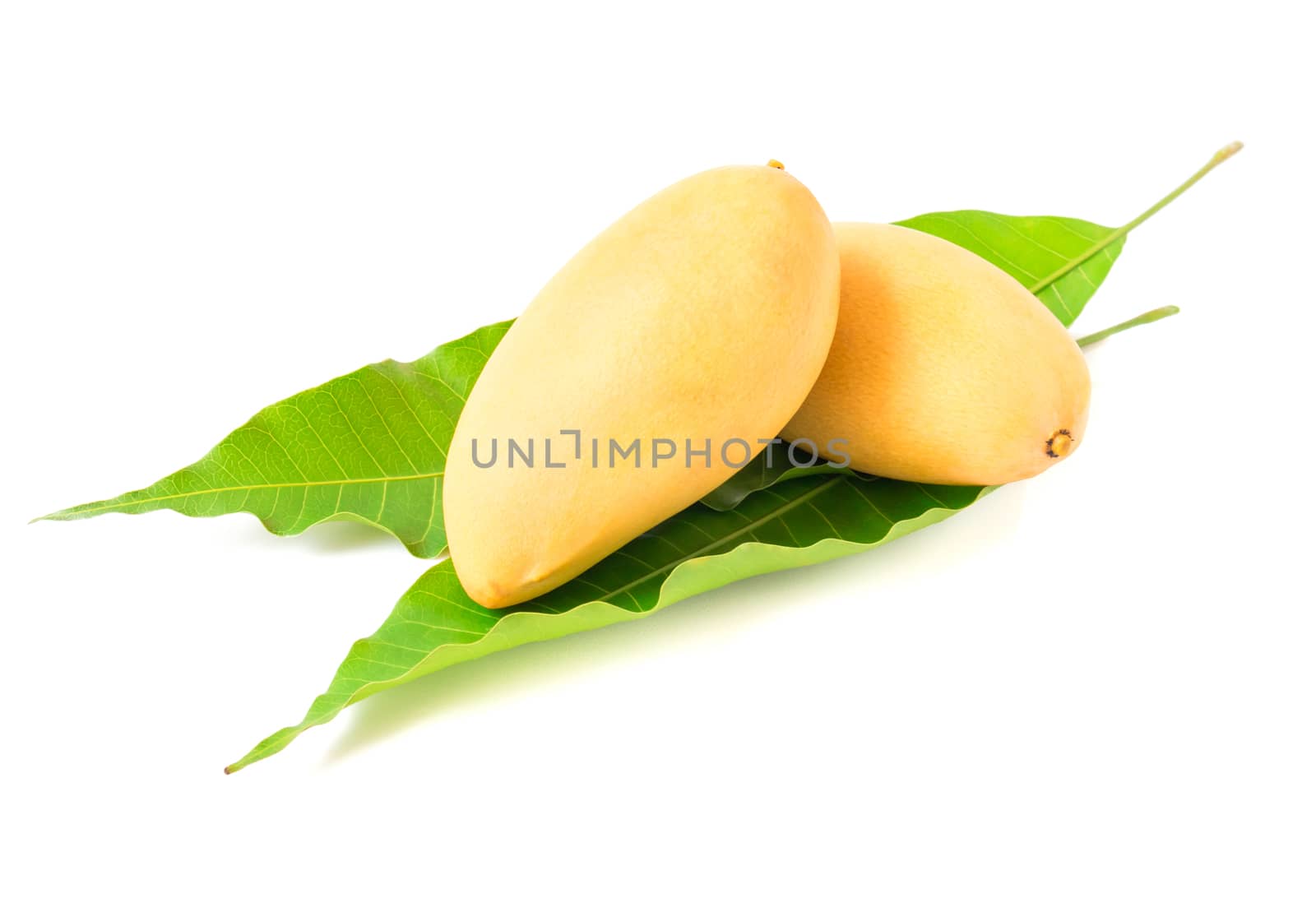 Fresh mango fruit on leaf with white background