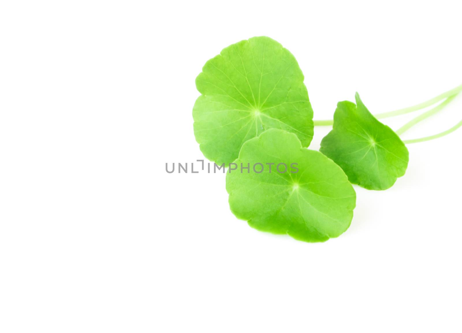 Gotu kola's leafs on white background