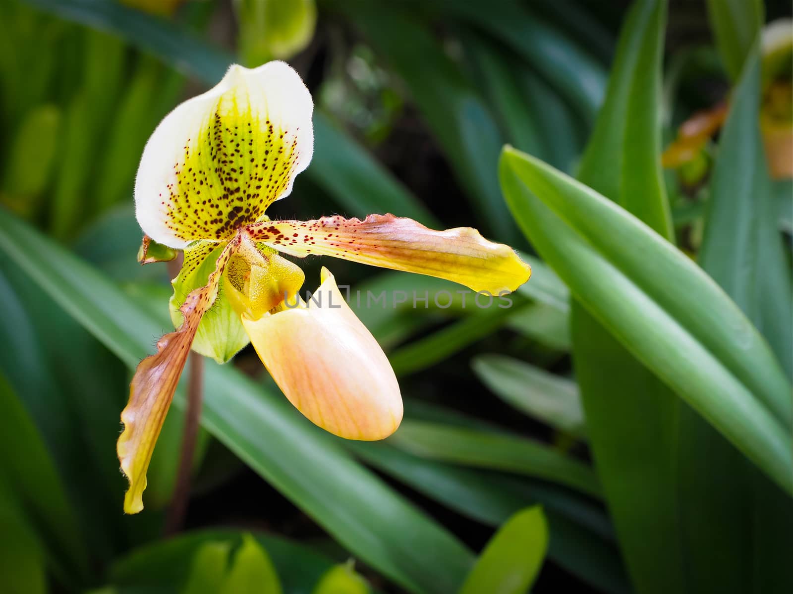 Rare Paphiopedilum orchid flower found in Thailand.