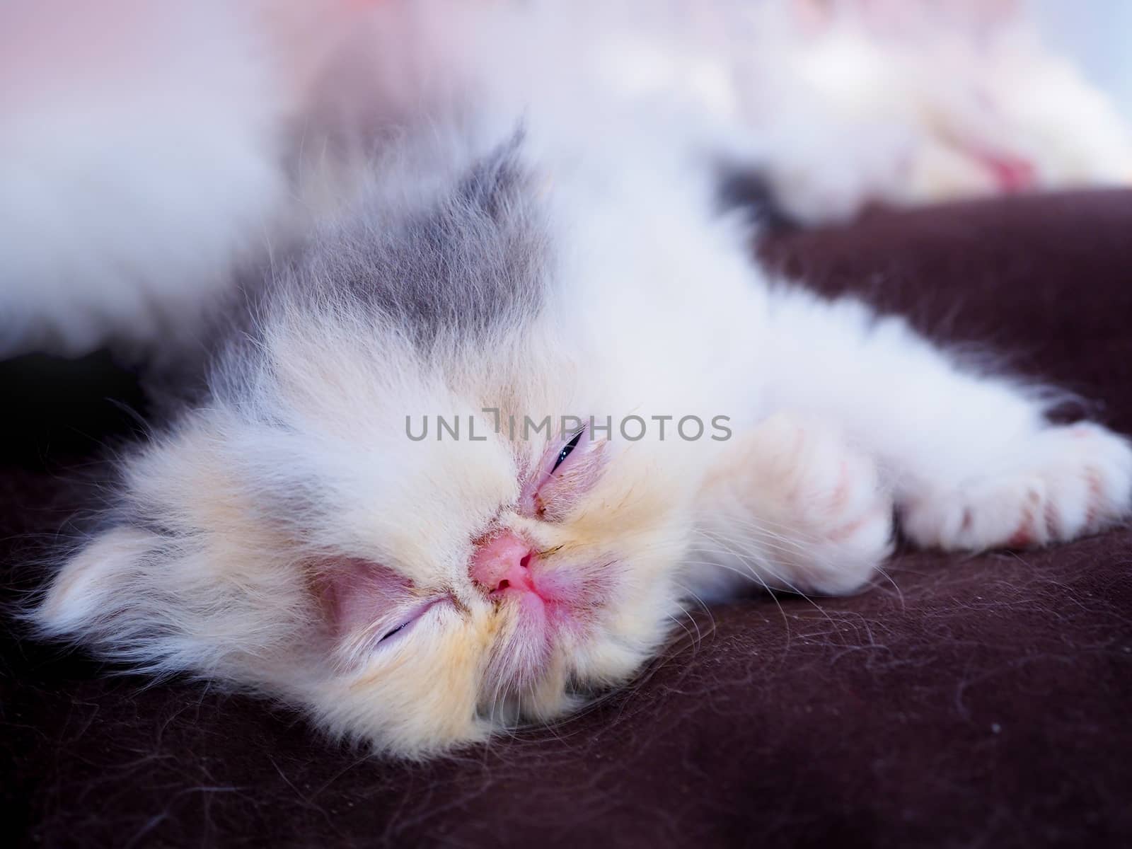 Persian kitten sleeping on a cushion, Selective focus.