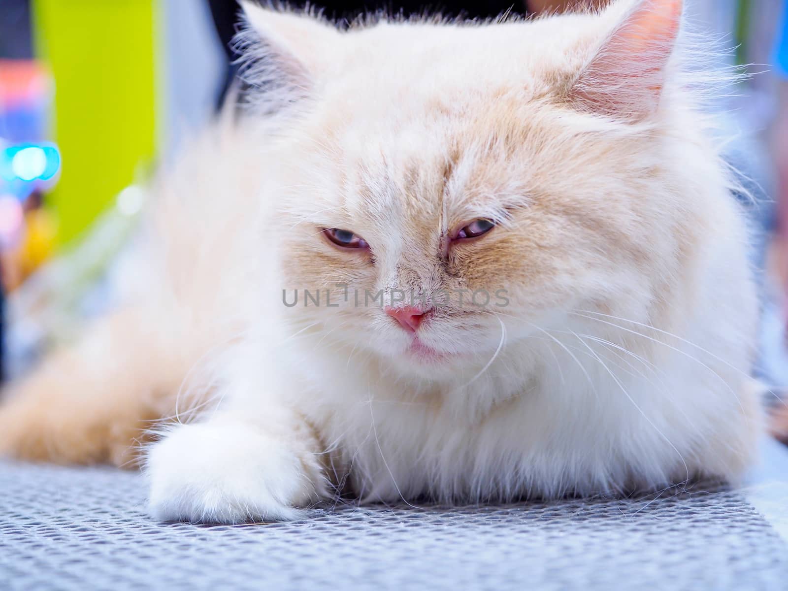 Persian cat sleeping on a mesh floor, Selective focus.