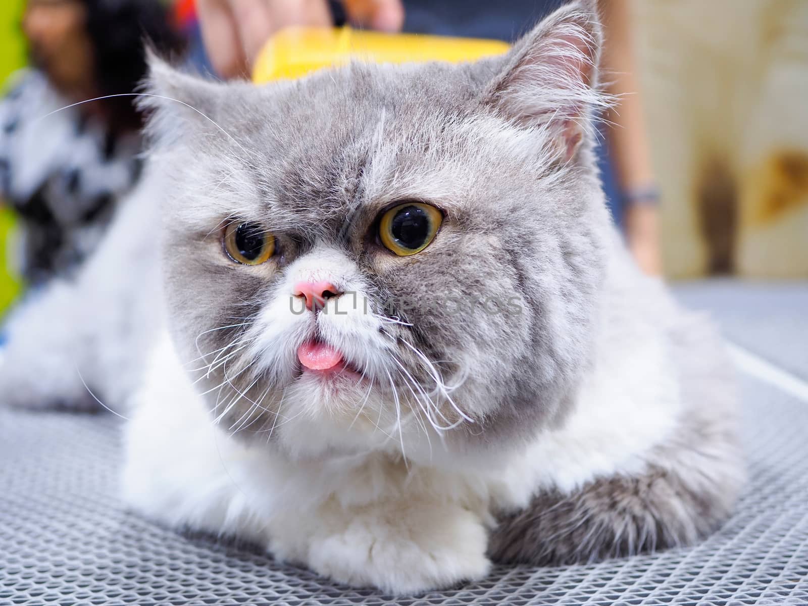 Sleeping cat sticking out tongue, Exotic shorthair cat. Selective focus.