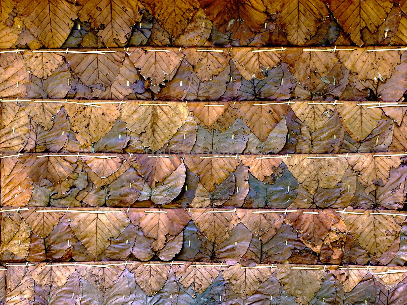 Dried Leaf Texture, haystack roof. Light and shadow.