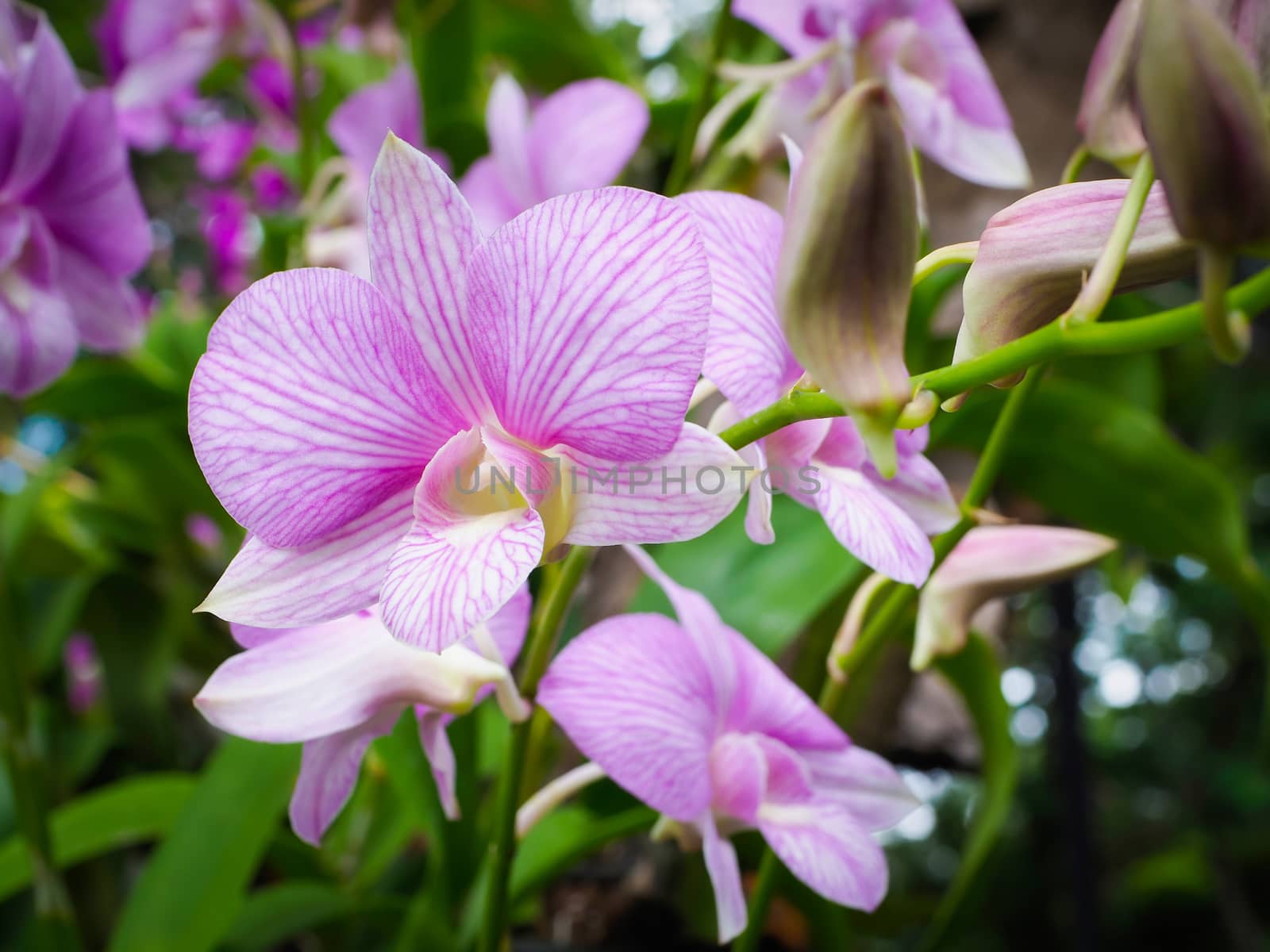 Light purple orchid flower in garden, found in Thailand.