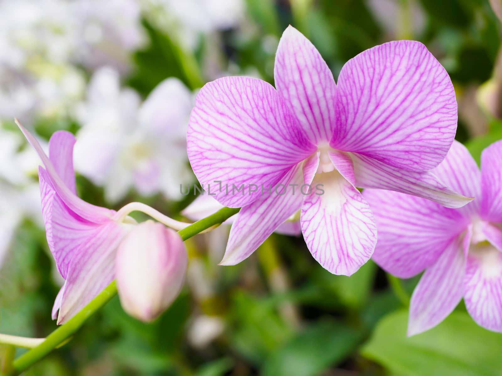 Light purple orchid flower in garden, found in Thailand.
