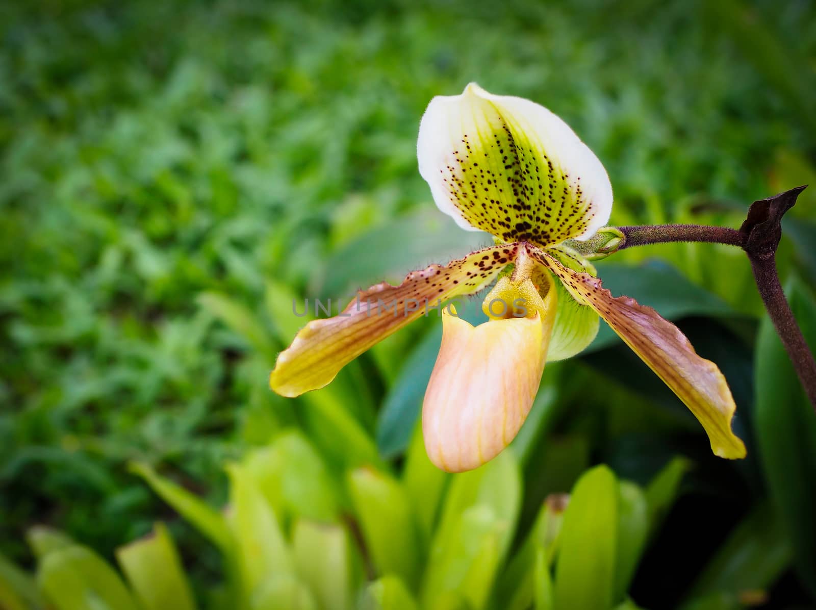 Rare Paphiopedilum orchid flower found in Thailand.