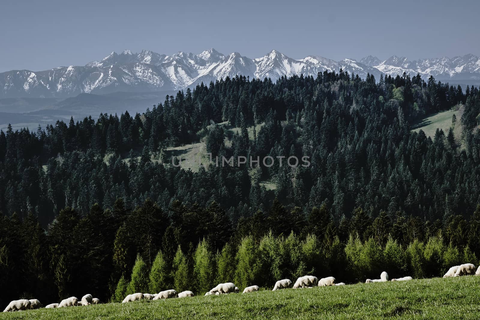 flock of sheep in Pieniny mountains, Poland