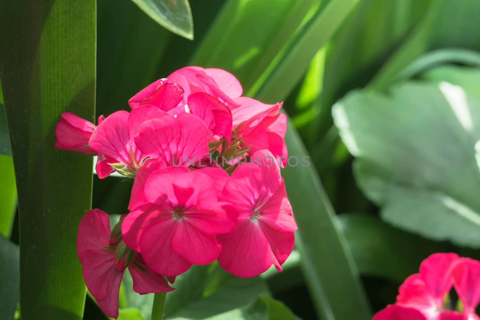 The background image of the colorful flowers, background nature