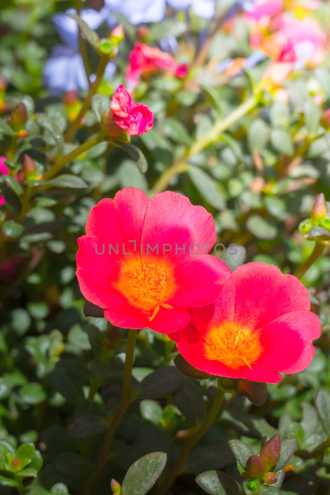 The background image of the colorful flowers, background nature