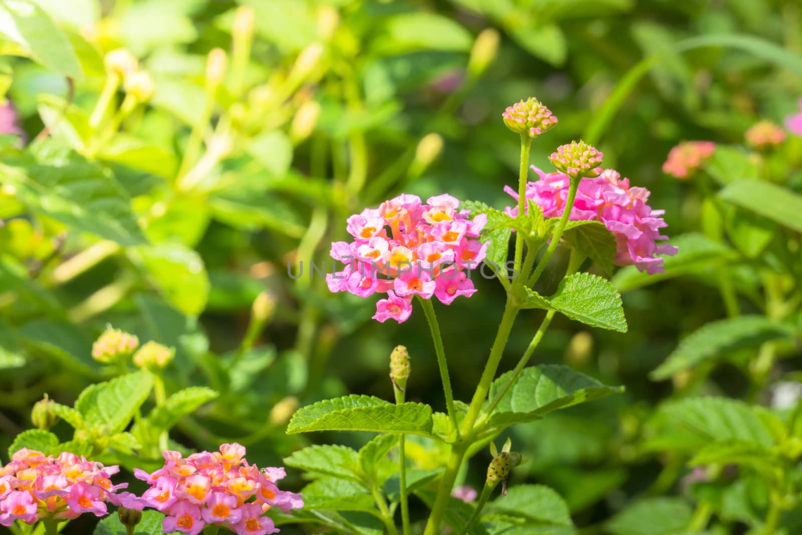 The background image of the colorful flowers, background nature